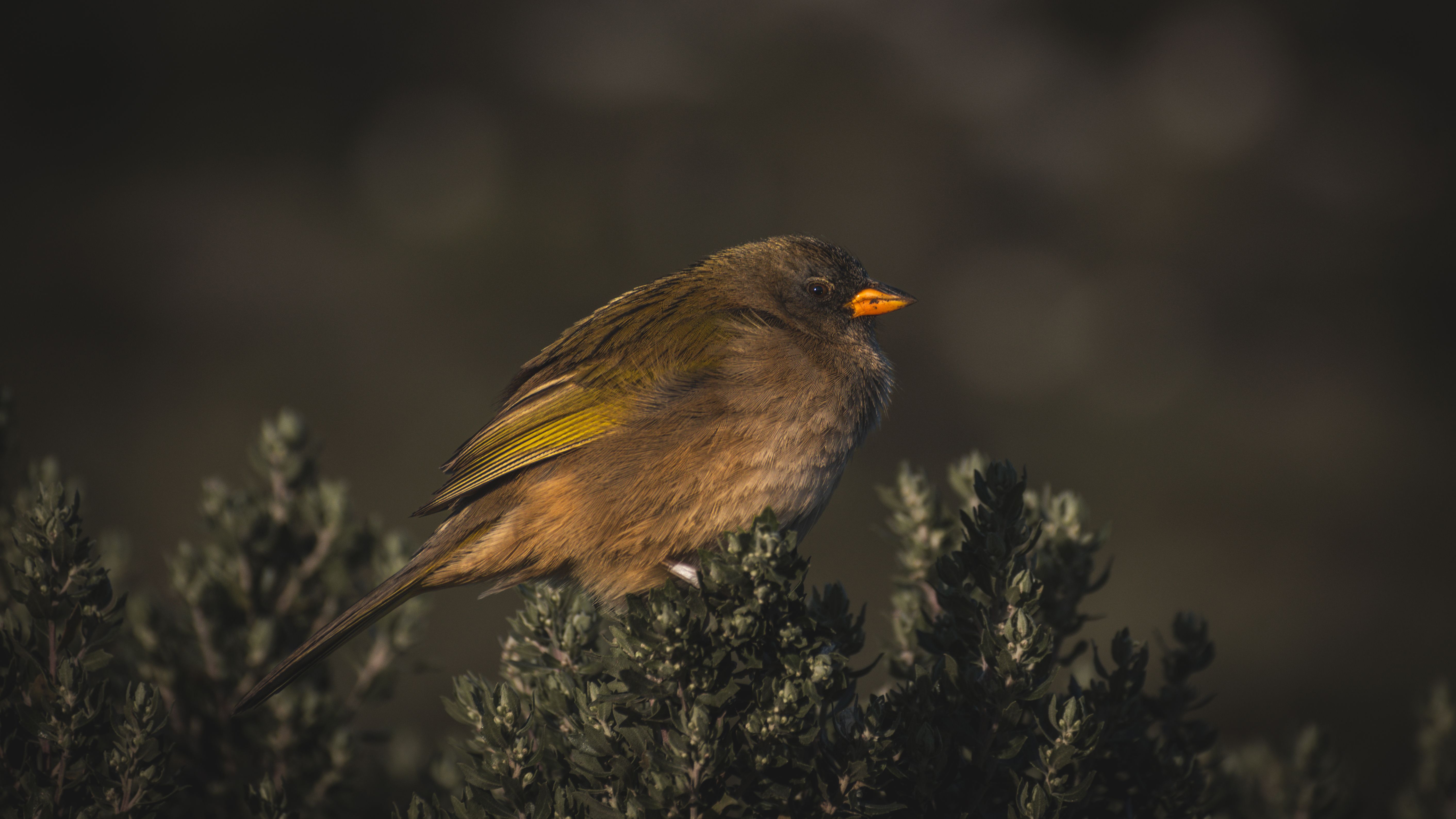 Detailed image of a bird perched on shrubbery in Mar del Plata, Argentina.