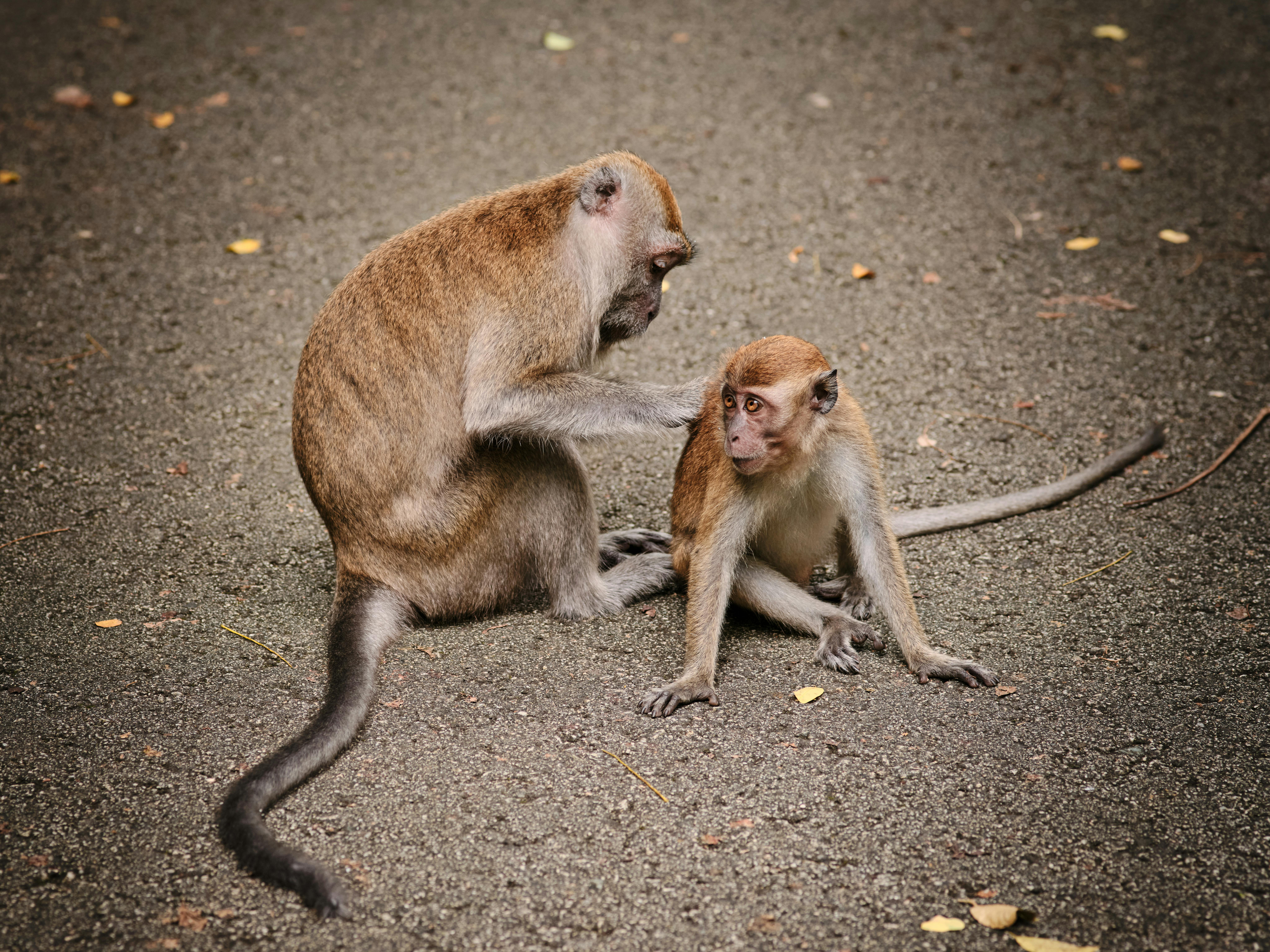 Long-tailed macaque perched on a trail marker in the dense rainforest of MacRitchie Reservoir Park, Singapore