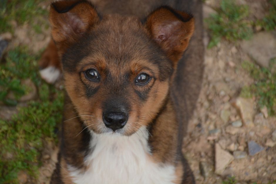 Adorable brown and white puppy gazes upward while lying on grass and dirt path.