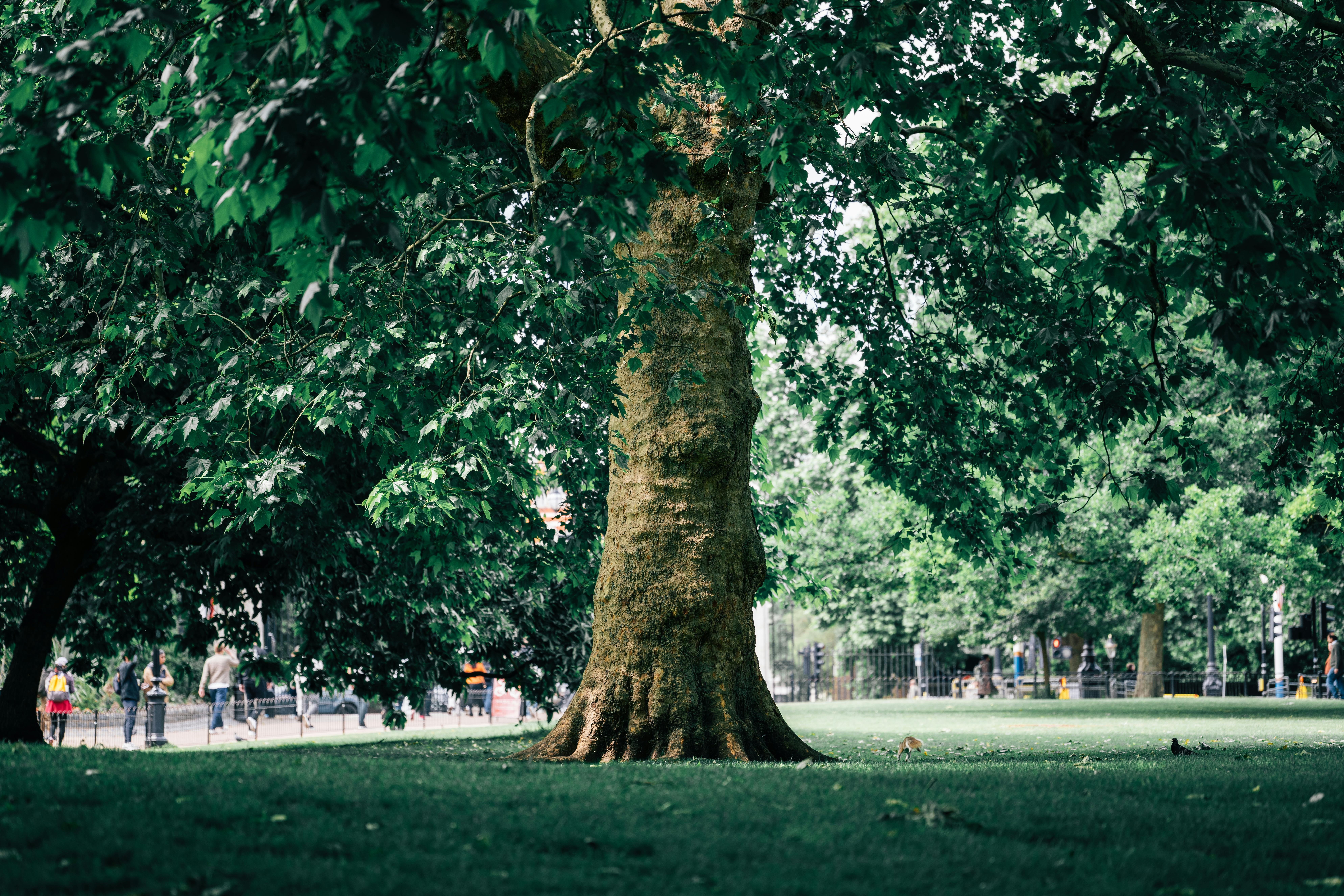 BBC主持人分享：从沙发到5公里跑步计划，在英华人的健康生活新选择