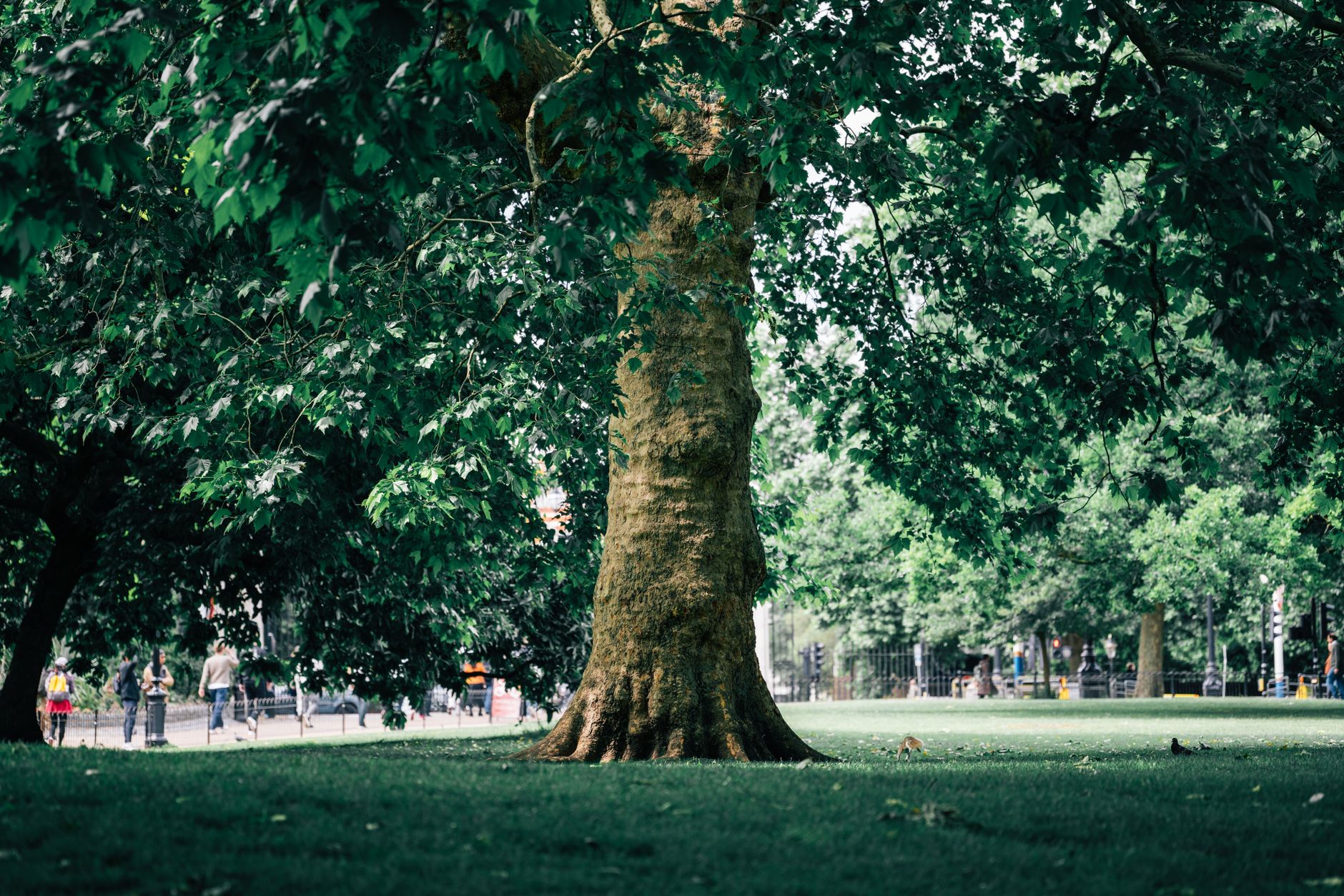 BBC主持人分享:从沙发到5公里跑步计划,在英华人的健康生活新选择