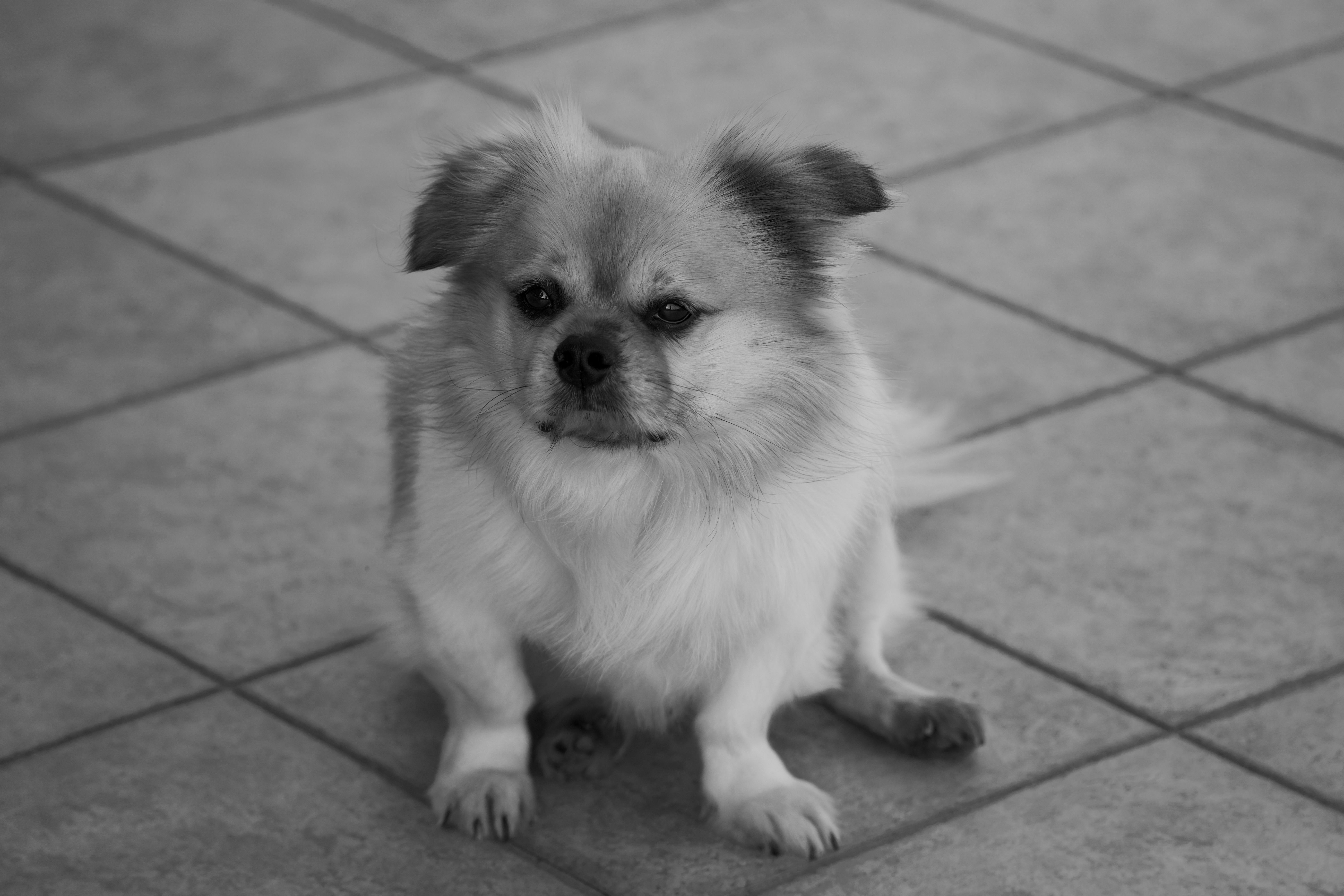 Black and white photo of a Pekingese dog sitting on a tiled floor, looking straight ahead.