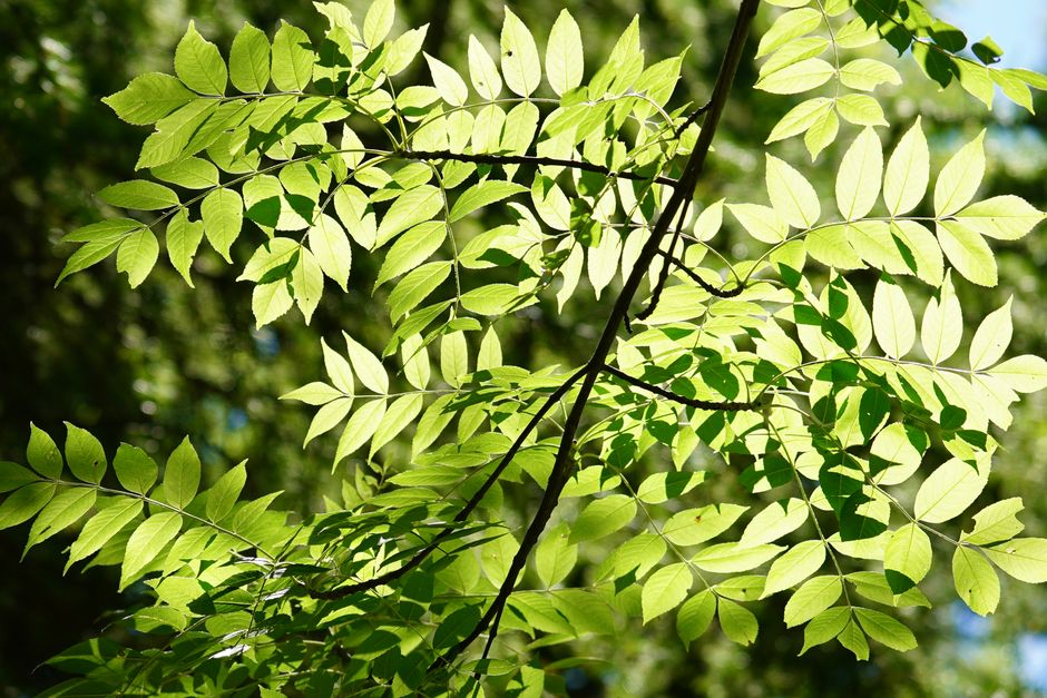 Bright green leaves illuminated by sunlight in a natural outdoor forest scene.