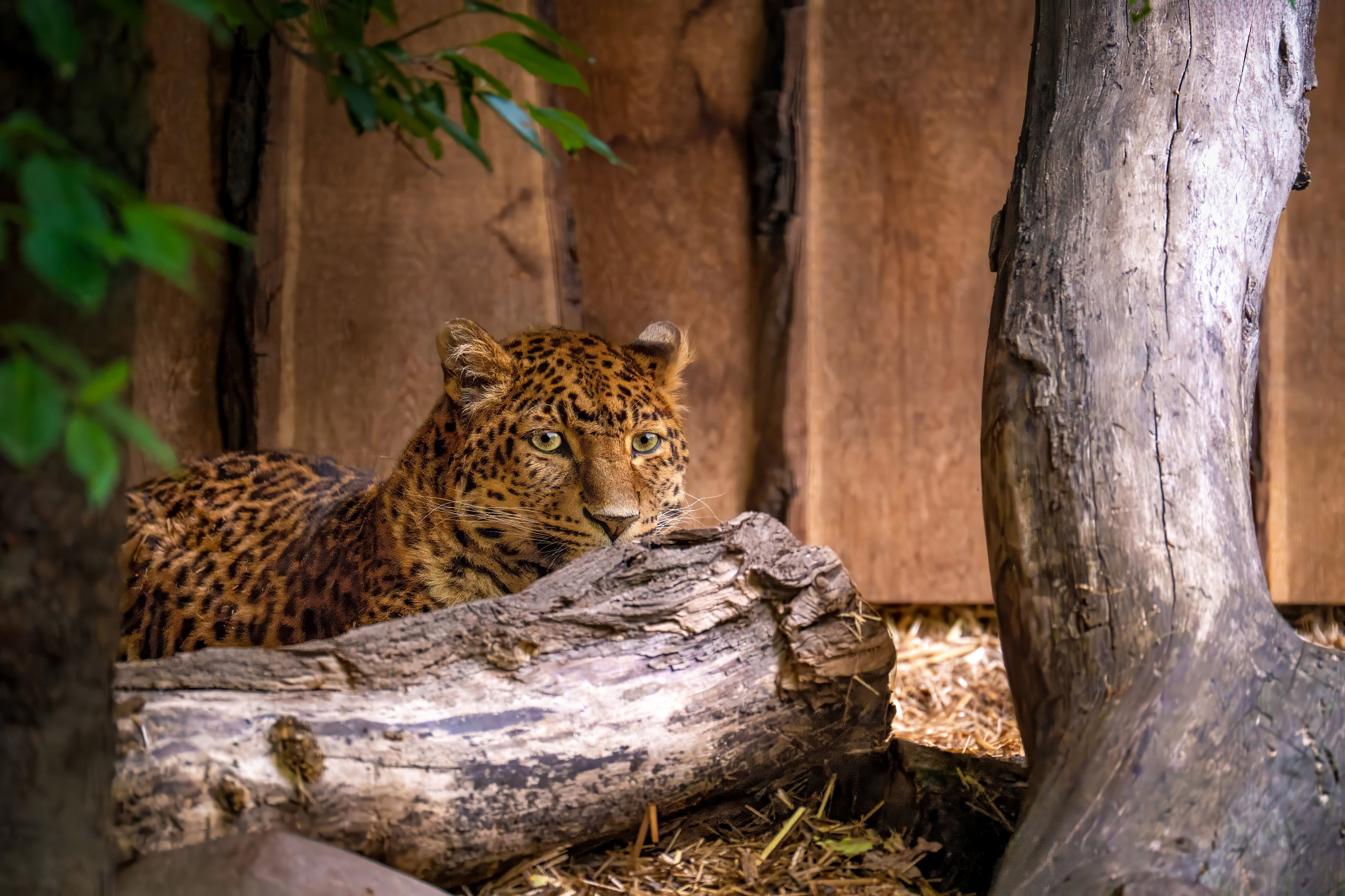 Locked Zoo: Havoc in the Highlands