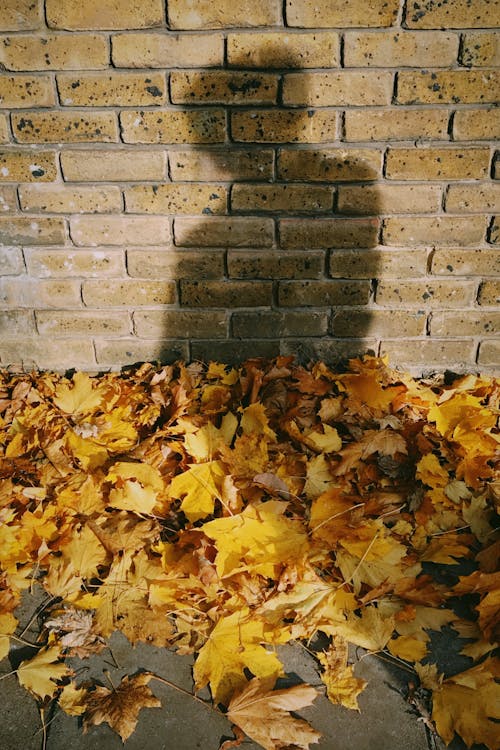 Безкоштовне стокове фото на тему «восени листя фону, листя, осіннє листя»