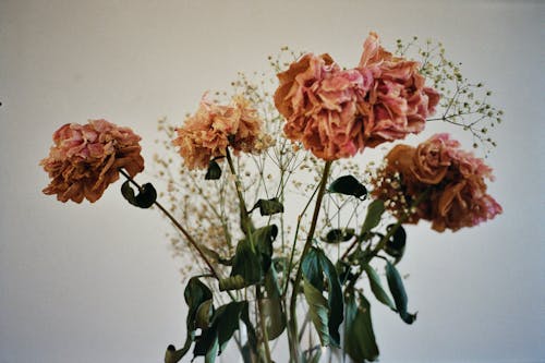 Free Photo Of Pink Flowers On Vase Stock Photo