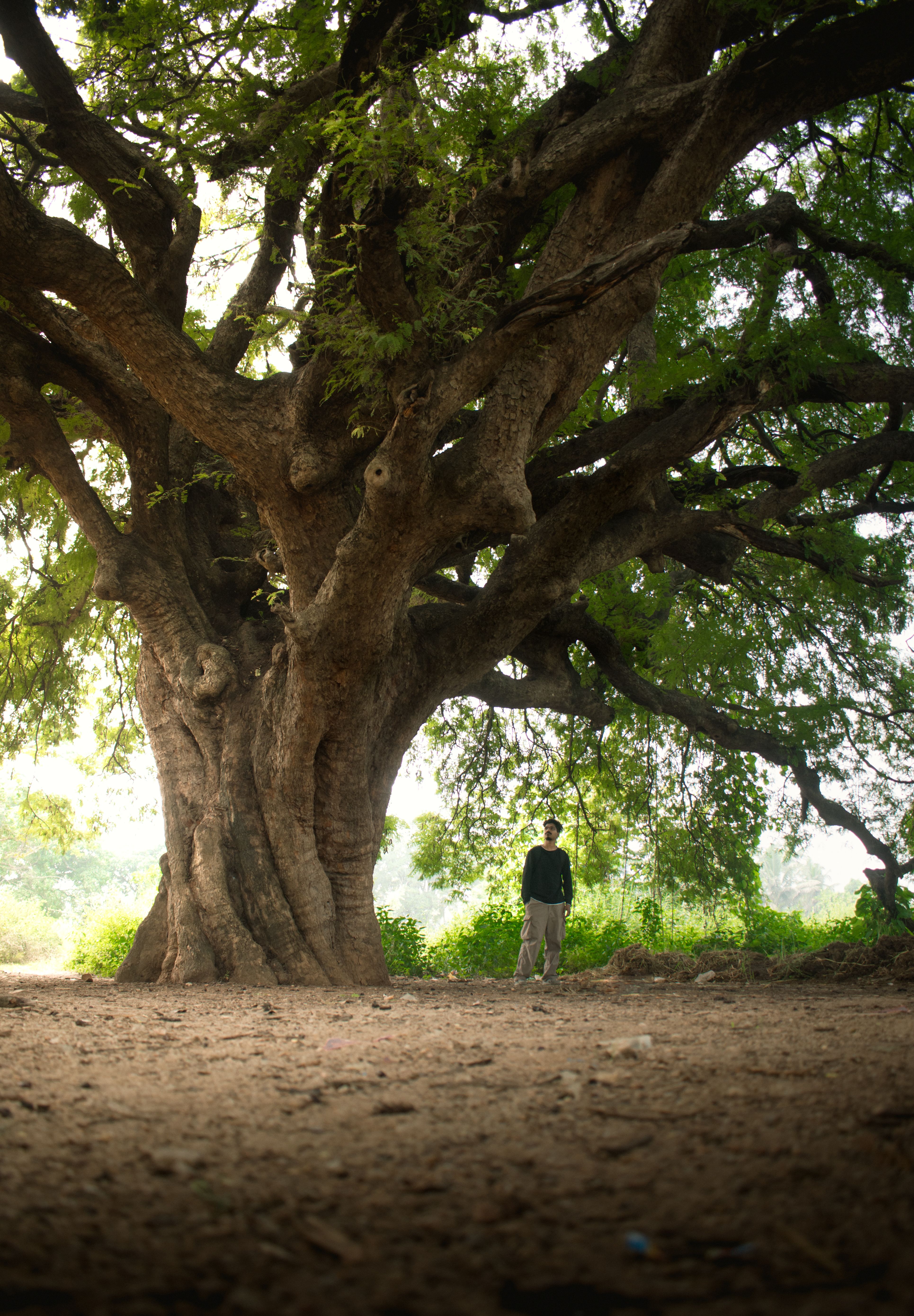 99+Old+Tree Photos, Download The BEST Free 99+Old+Tree Stock Photos ...