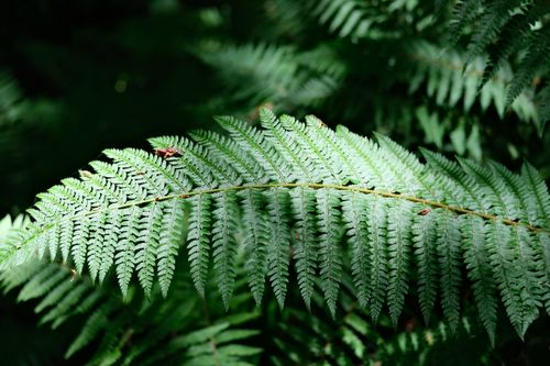 Free Detailed shot of sunlit fern leaves showcasing intricate patterns in a lush forest setting. Stock Photo
