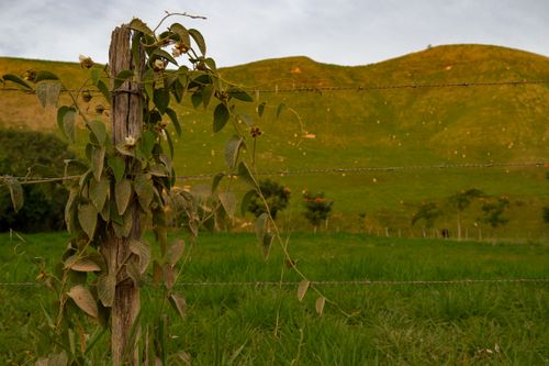 Free A serene countryside landscape with a barbed wire fence and lush grassy hills. Stock Photo