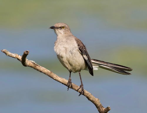 America’s Top Bird-Watching Destinations Revealed