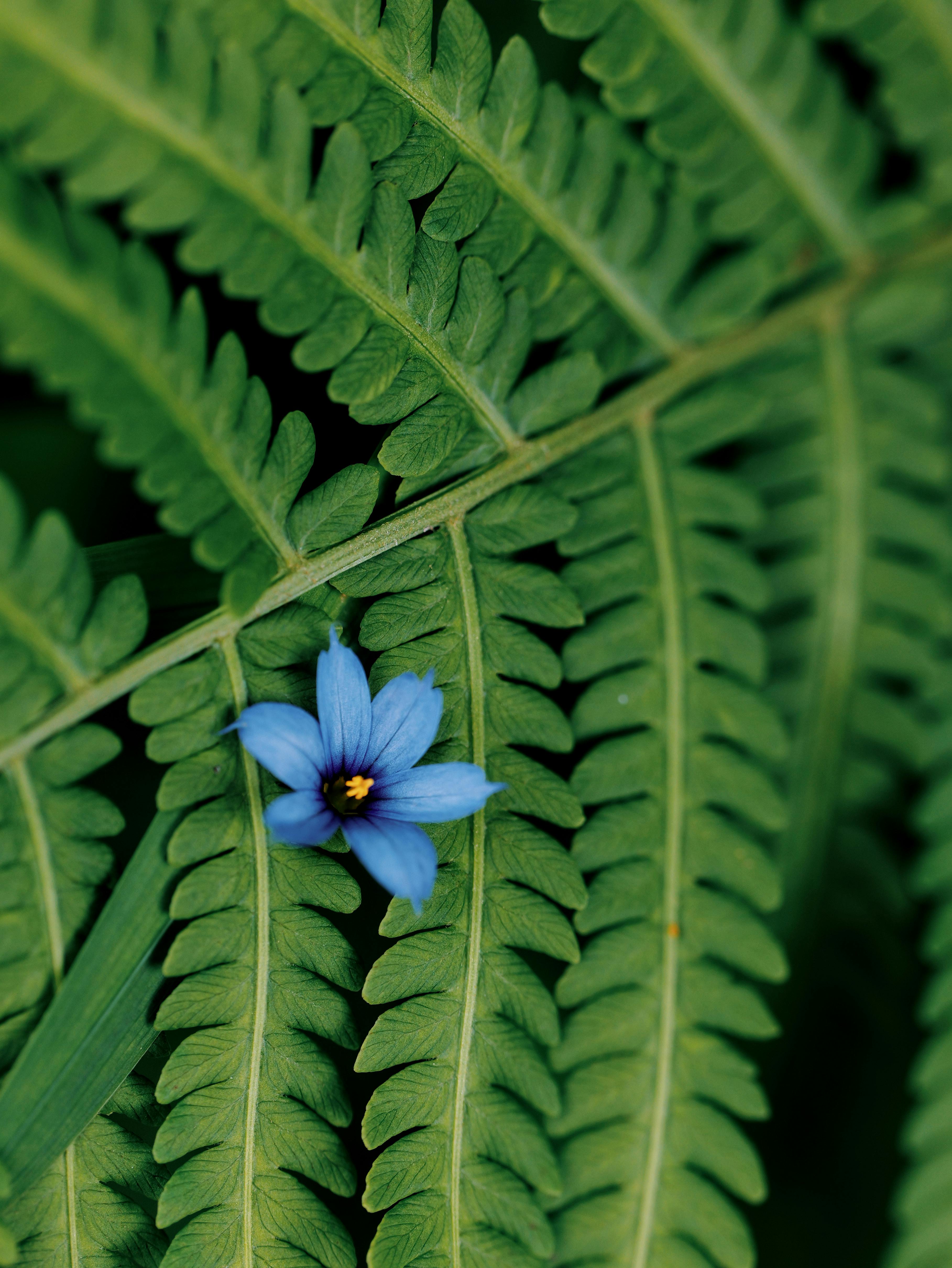 Vivid blue flower on vibrant green fern leaves showcasing nature's beauty.