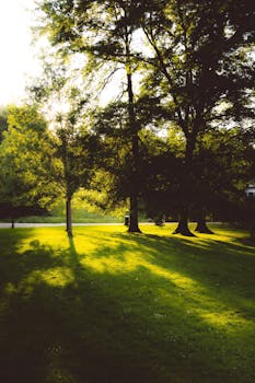 Tranquil garden scene at sunset with soft autumn light and lush trees casting long shadows.