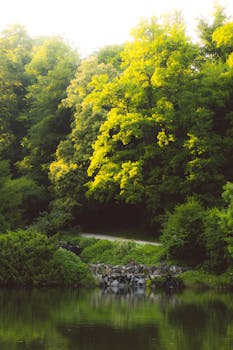 Sunlit forest and serene pond scenery in Calden, Hessen, Germany.