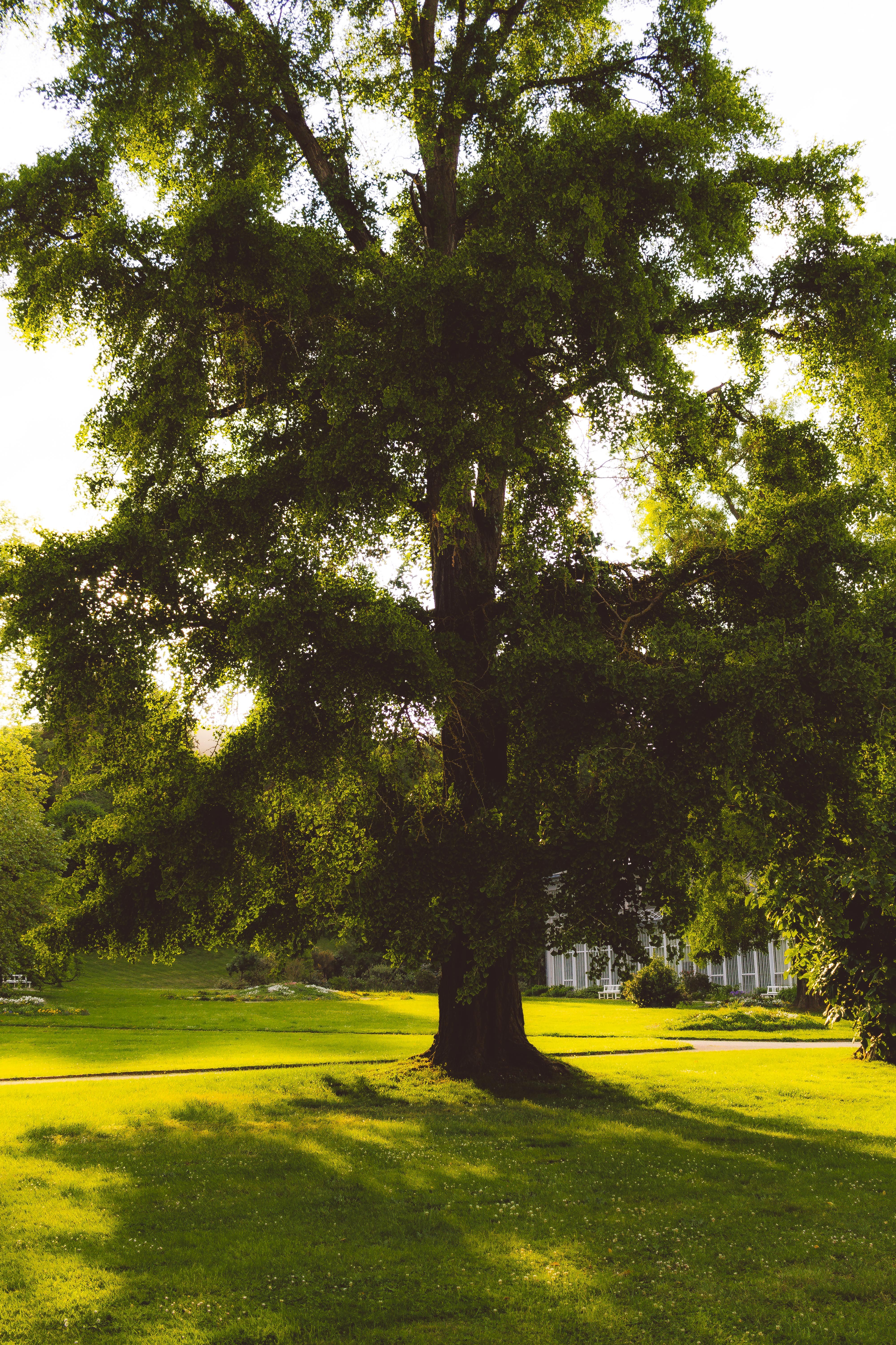 Tranquil Park with Majestic Tree at Sunset · Free Stock Photo