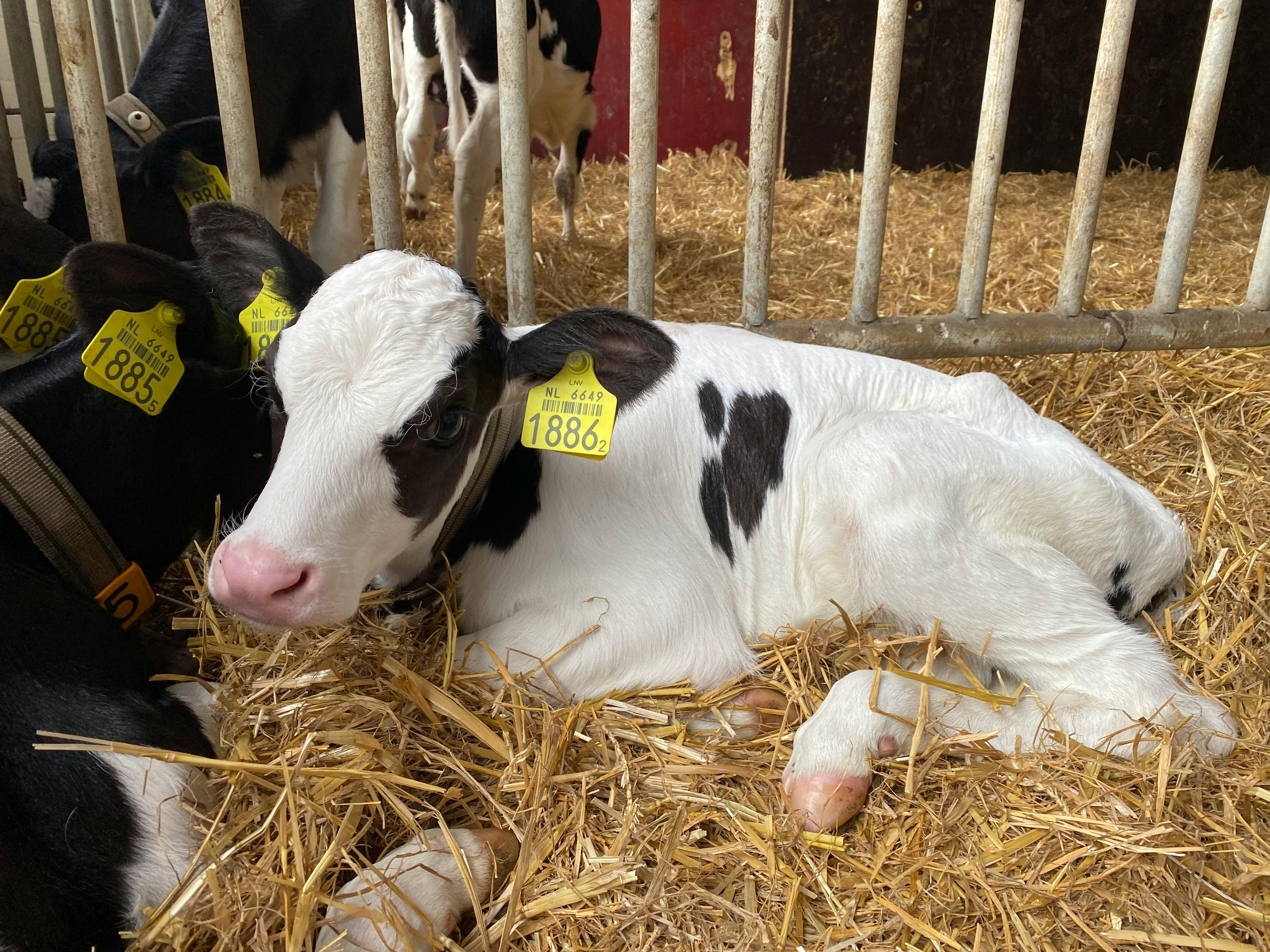 Elanco Animal Health Q1 2026: EPS Tops Estimates — Deep Dive — Photo by Ralf R on Pexels