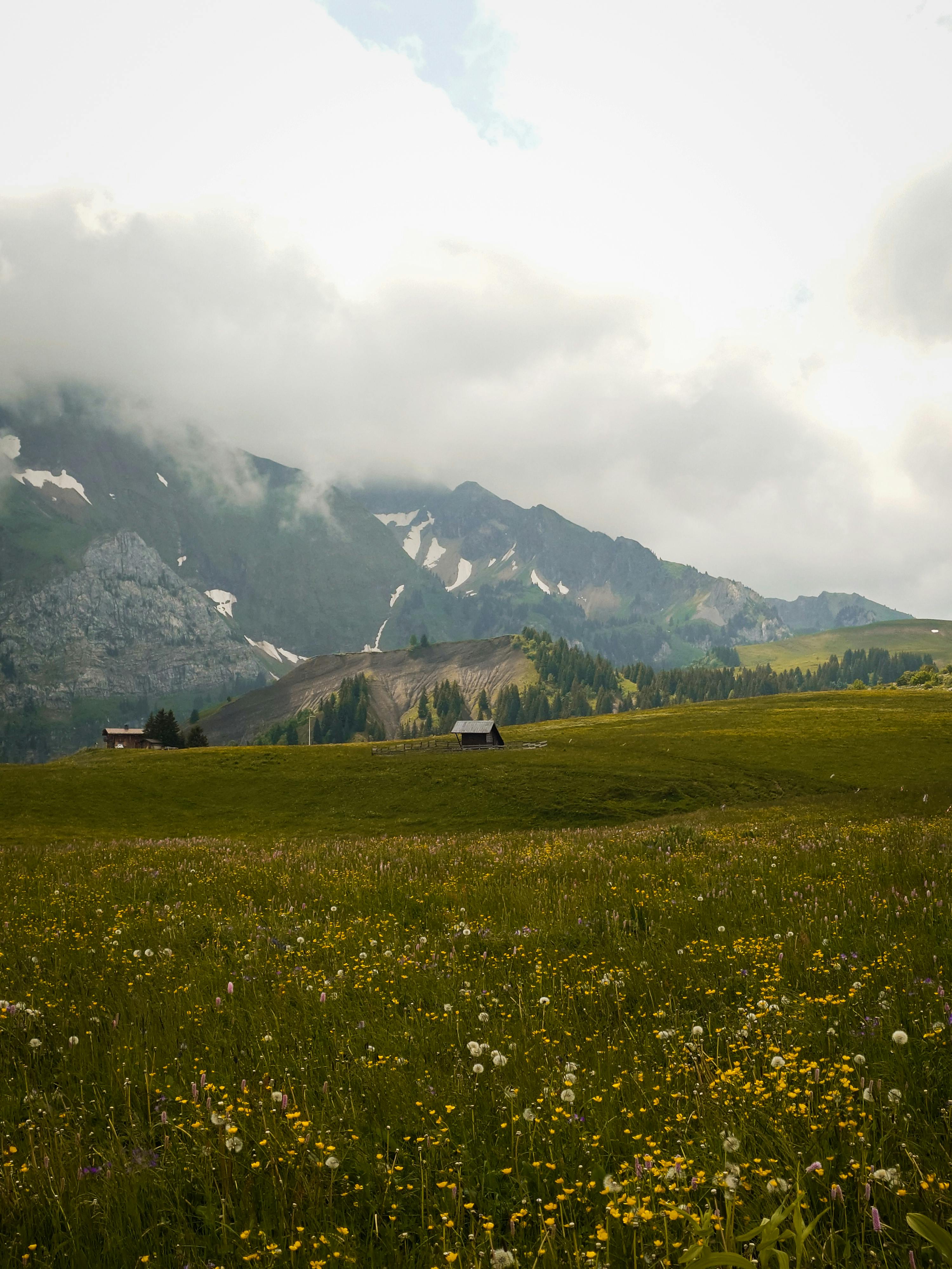 Lush alpine meadow with wildflowers and mountainous backdrop under cloudy sky.