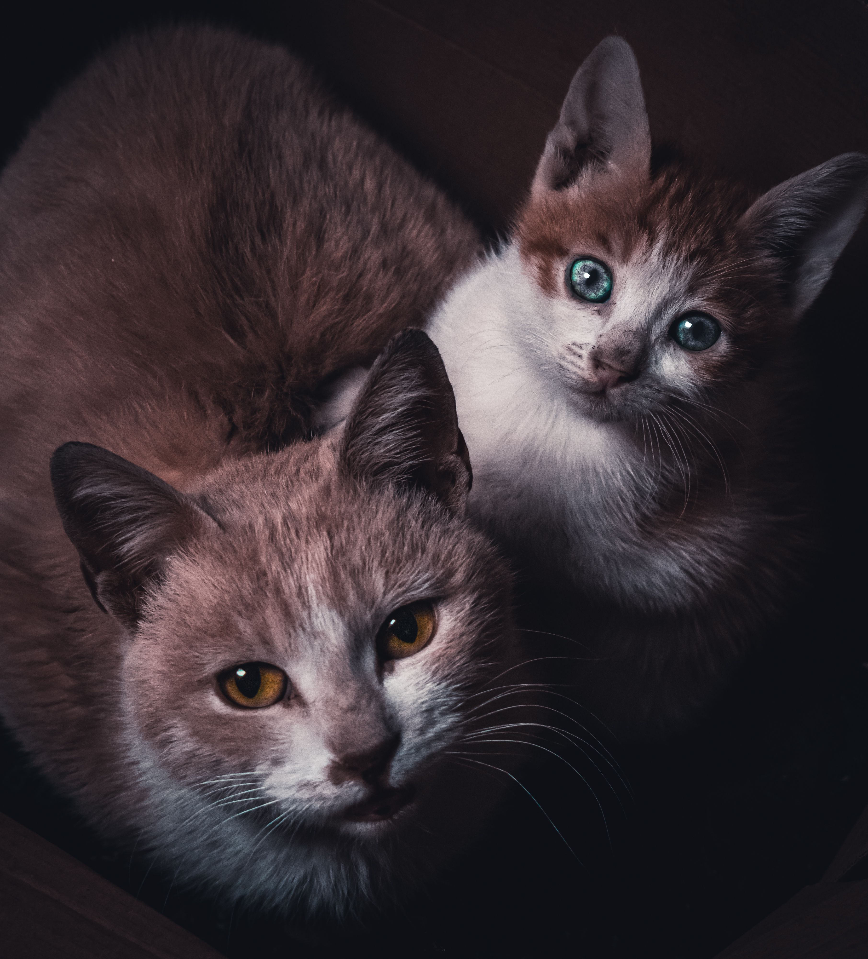 A captivating portrait of a curious kitten with striking blue eyes and its mother.