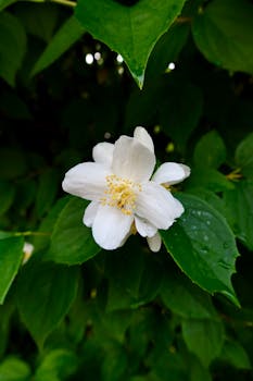 A beautiful jasmine flower in full bloom surrounded by vibrant green leaves, capturing nature's purity.