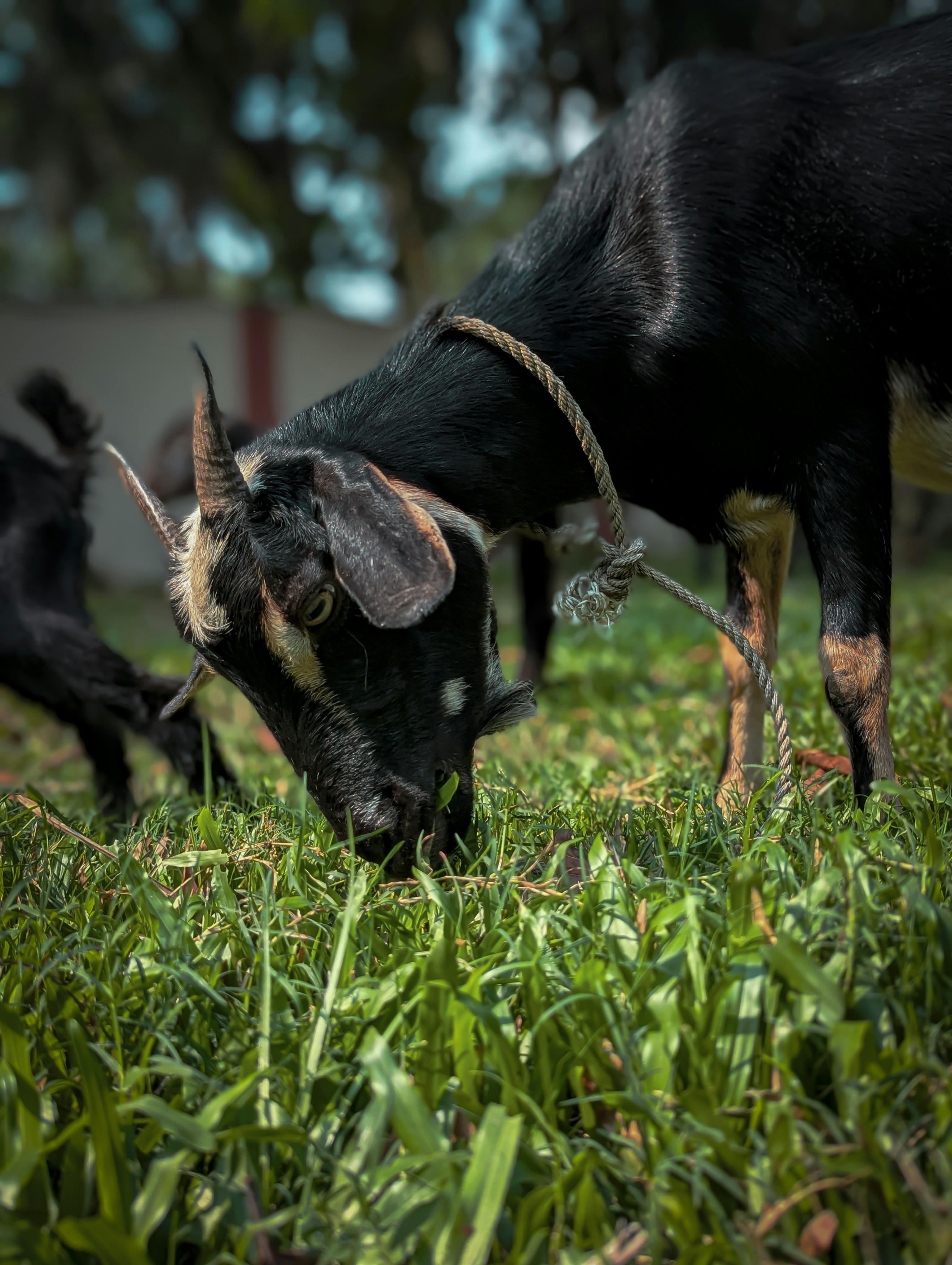 Gratuit Photos gratuites de @extérieur, agriculture, animal Photos