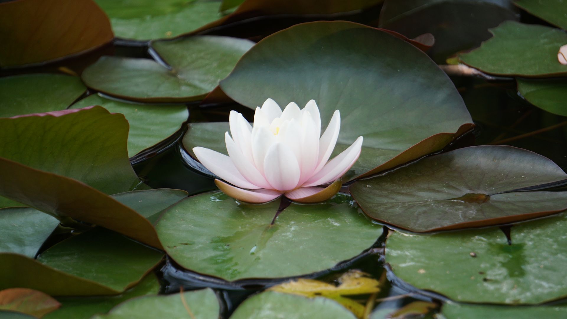 Tranquil white lotus flower floating among vibrant green lily pads in a calm pond.