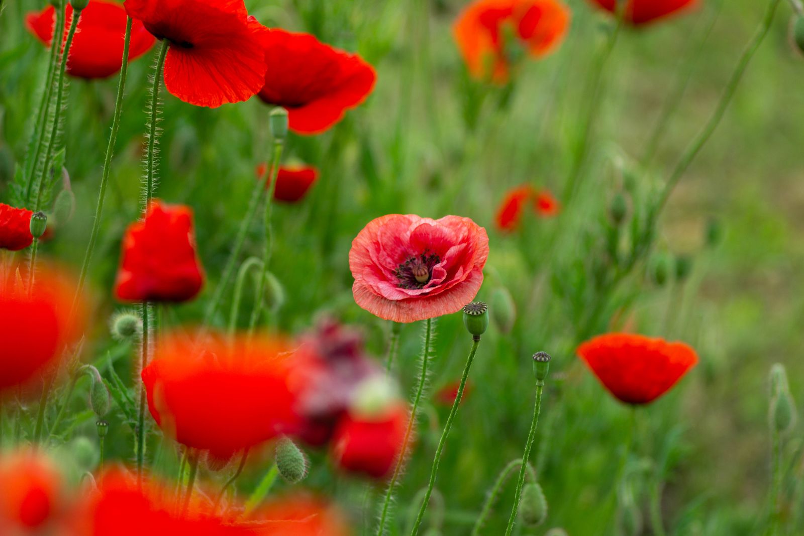 Poppies in the grass paint by numbers