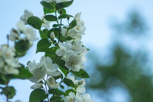 Free A detailed shot of white jasmine blossoms against a clear blue sky, symbolizing purity. Stock Photo