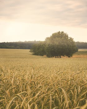 A serene wheat field under a soft sunrise light with lush trees in Germany.