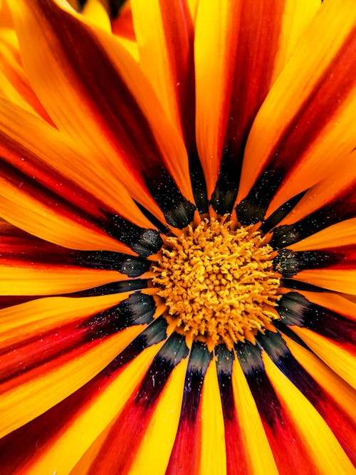 Selective Focus Photo of Gerbera Flower