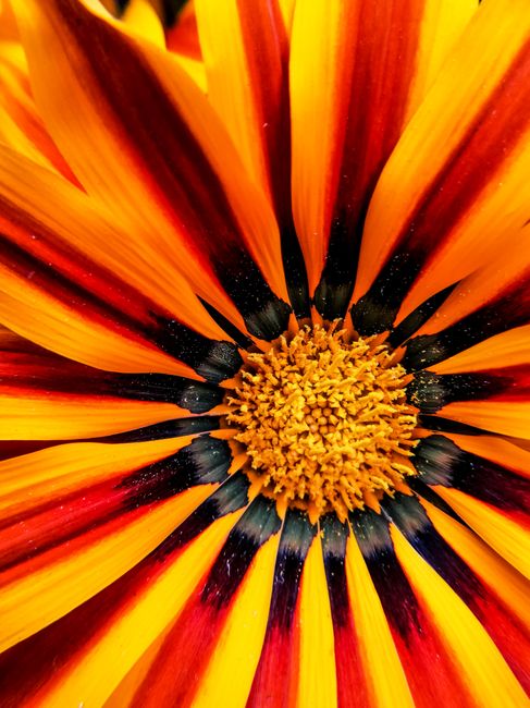 A stunning close-up of a Gazania flower showcasing vibrant yellow and red petals with intricate details.