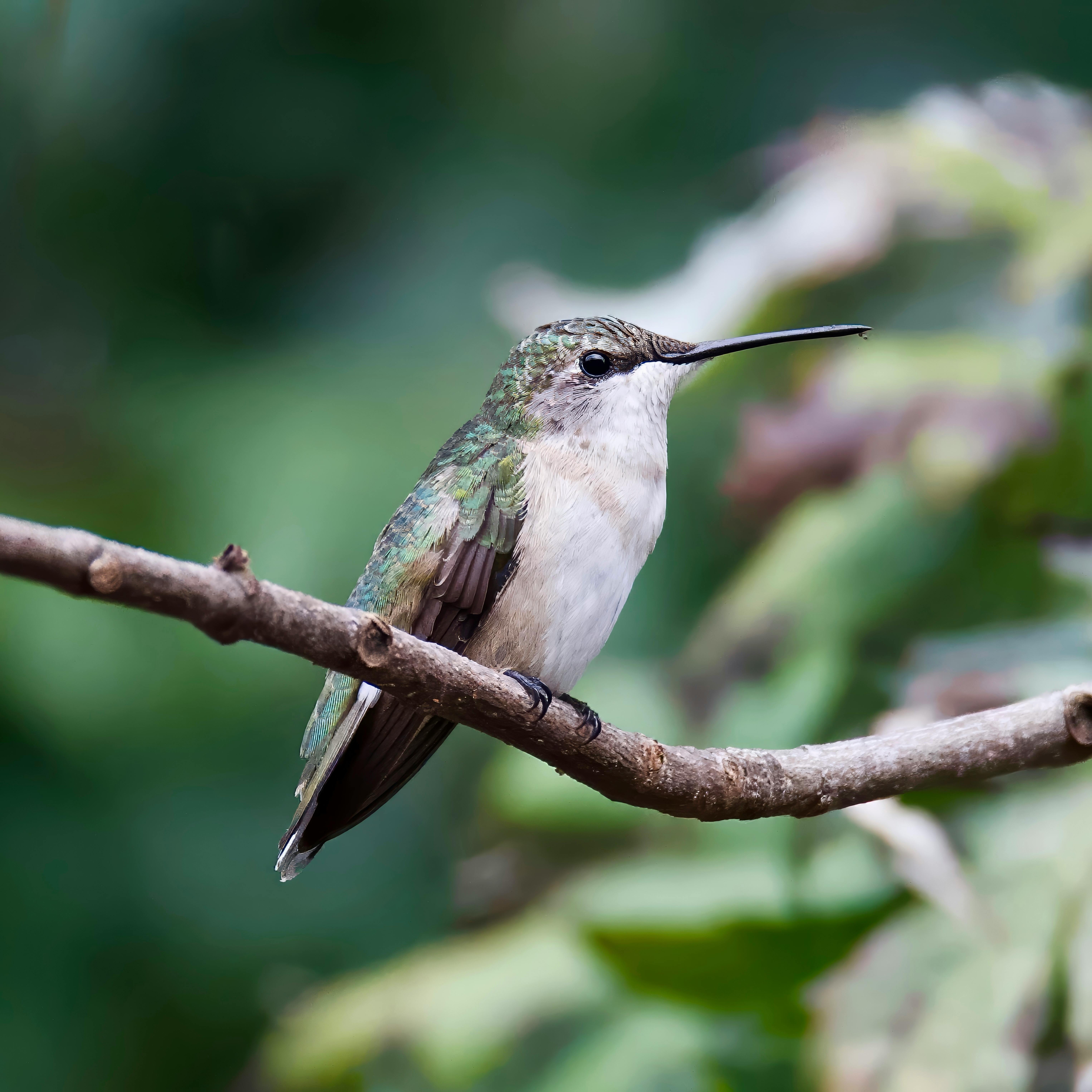 Close-up of a Ruby-throated Hummingbird perching gracefully on a branch in summer.