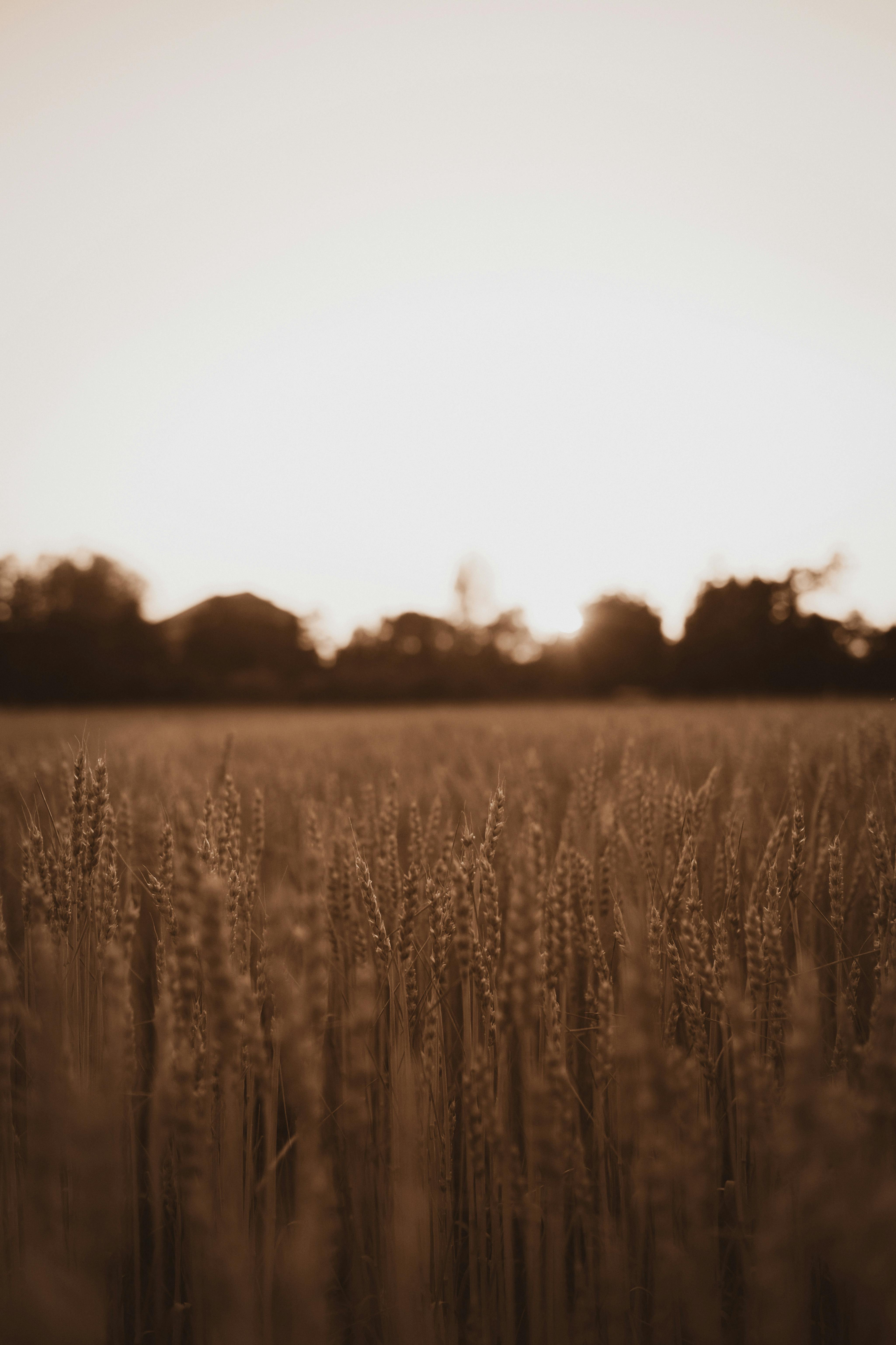 在日落时分，那片美丽的麦田被柔和的棕褐色色调所捕捉，它唤起了平静和宁静的心情