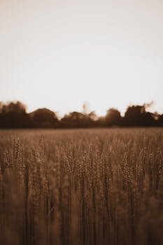 在日落时分，那片美丽的麦田被柔和的棕褐色色调所捕捉，它唤起了平静和宁静的心情