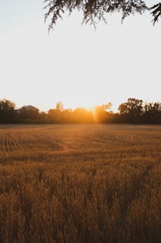 好的，我会遵循您的指示进行优化