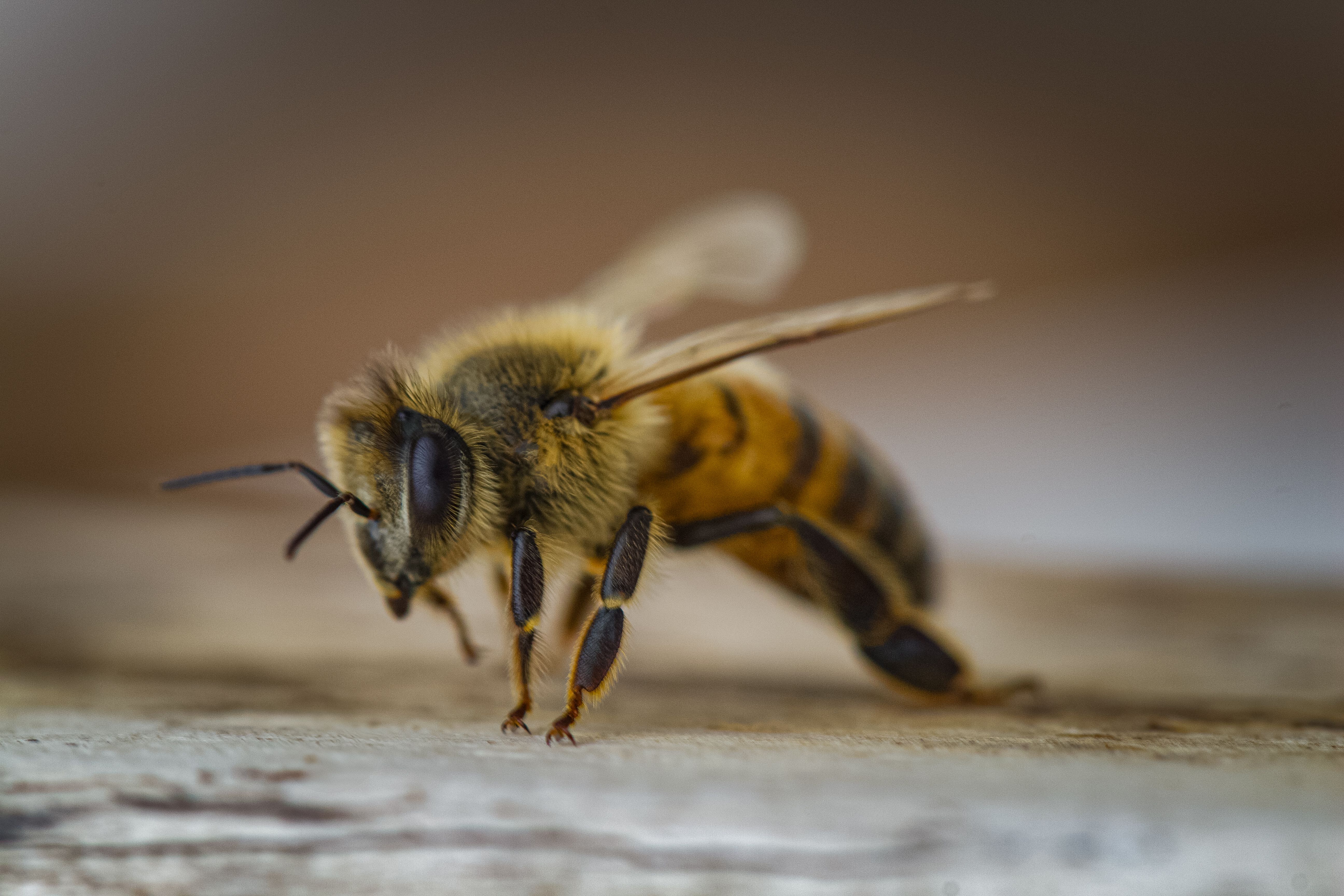 Ark Valley Civics Bee Competition to Send Three Local Students to State — Photo by Stephan Beck on Pexels