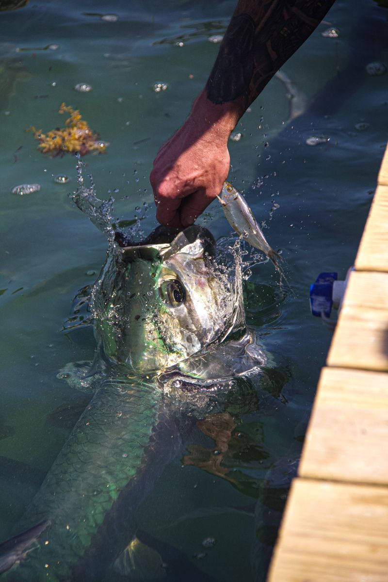 Silver tarpon brought boat side at the dock