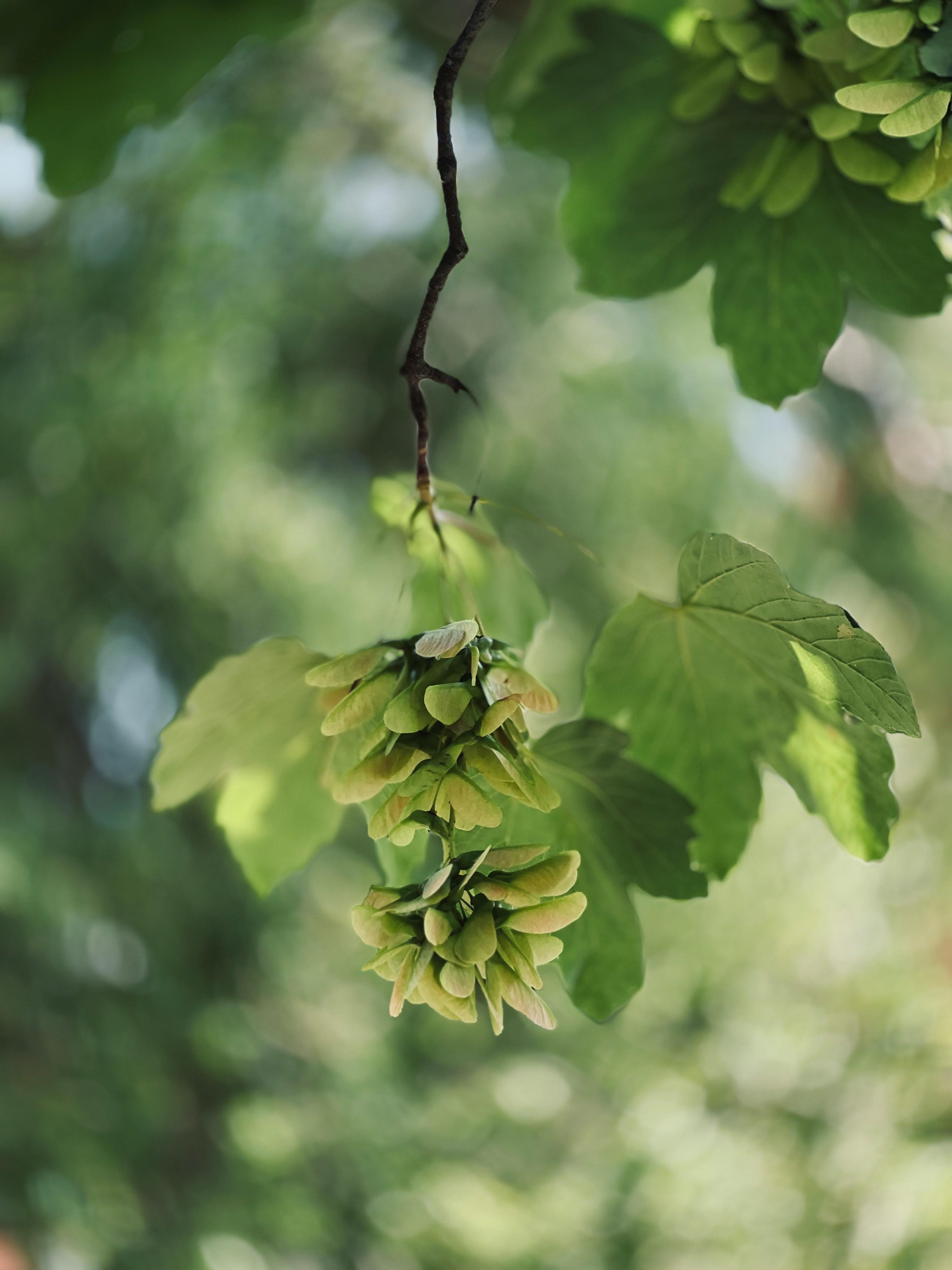 Detailed close-up of green maple seeds and leaves on a branch, perfect for nature studies.