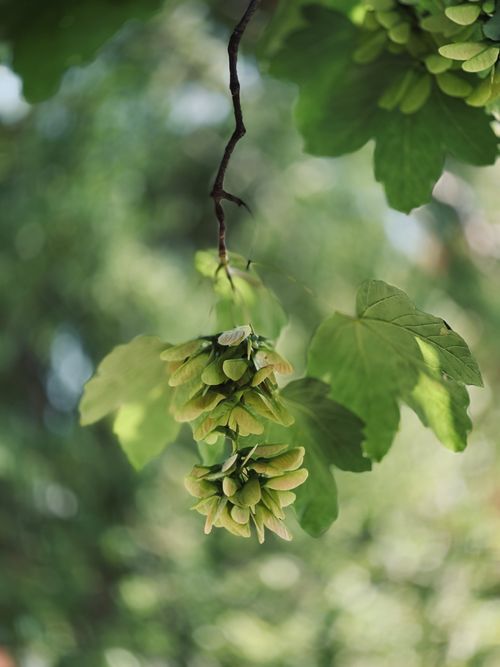 Free Detailed close-up of green maple seeds and leaves on a branch, perfect for nature studies. Stock Photo