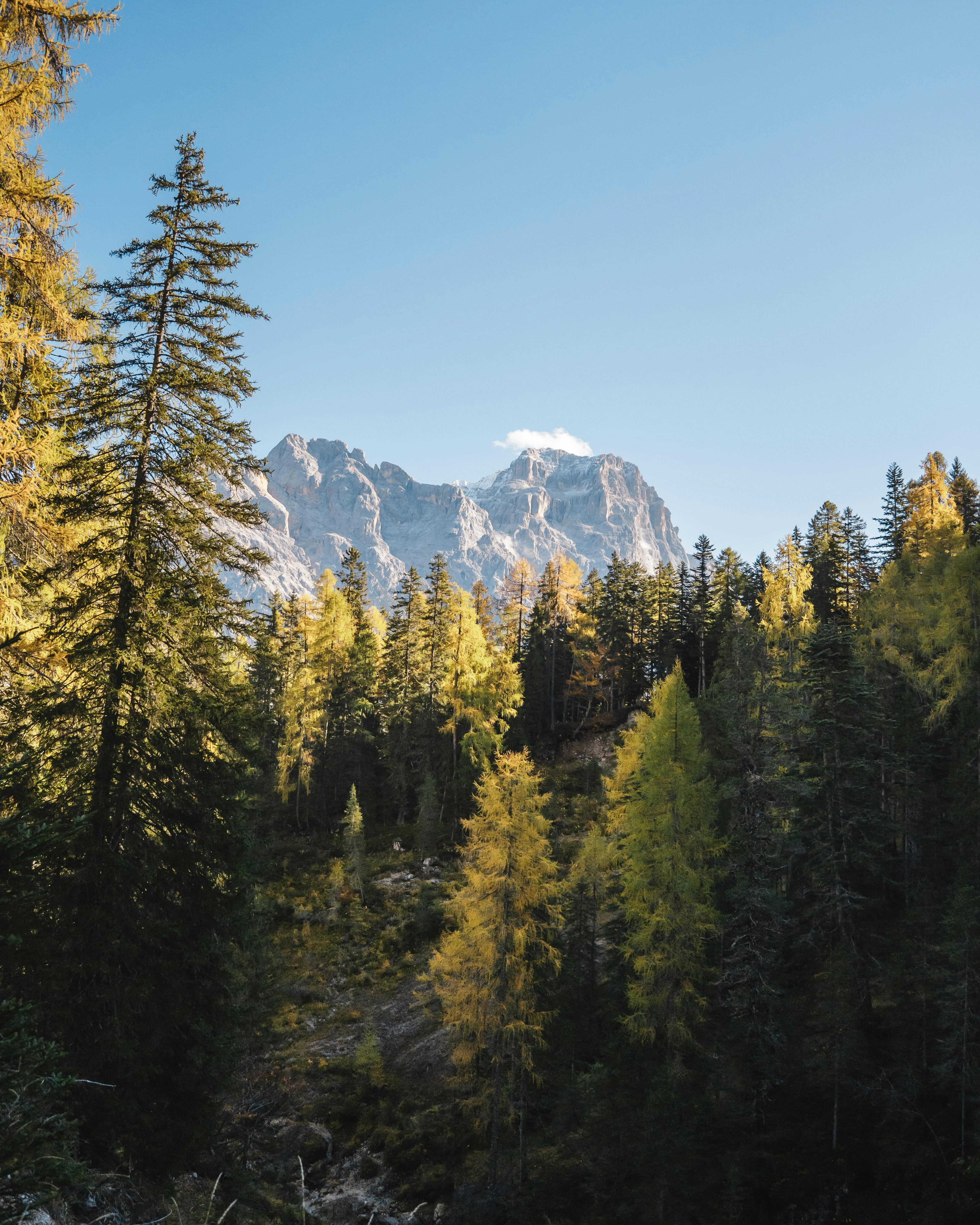 Breathtaking view of mountains behind a forest with autumn colors under a bright blue sky.
