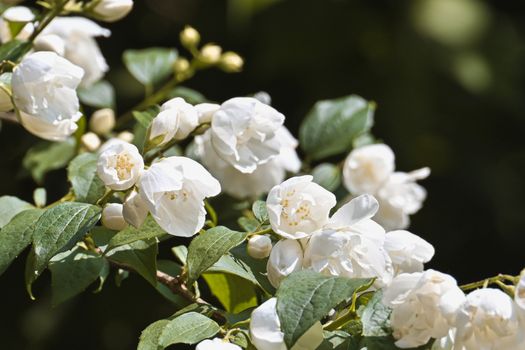 Jasmine flower Qatar