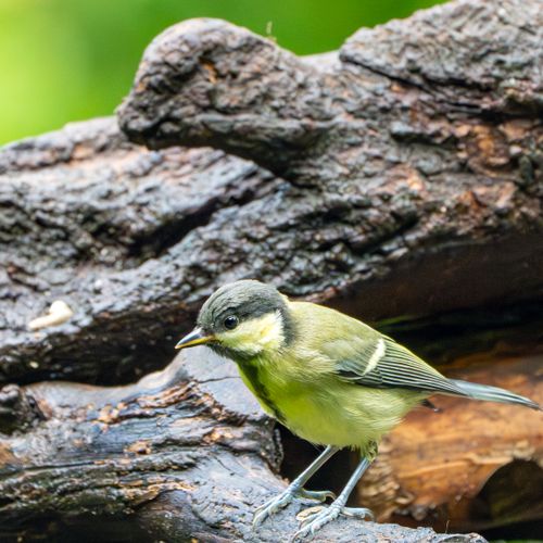 Free Close-up of a Great Tit perched on a rugged tree branch, showcasing vibrant feathers. Stock Photo