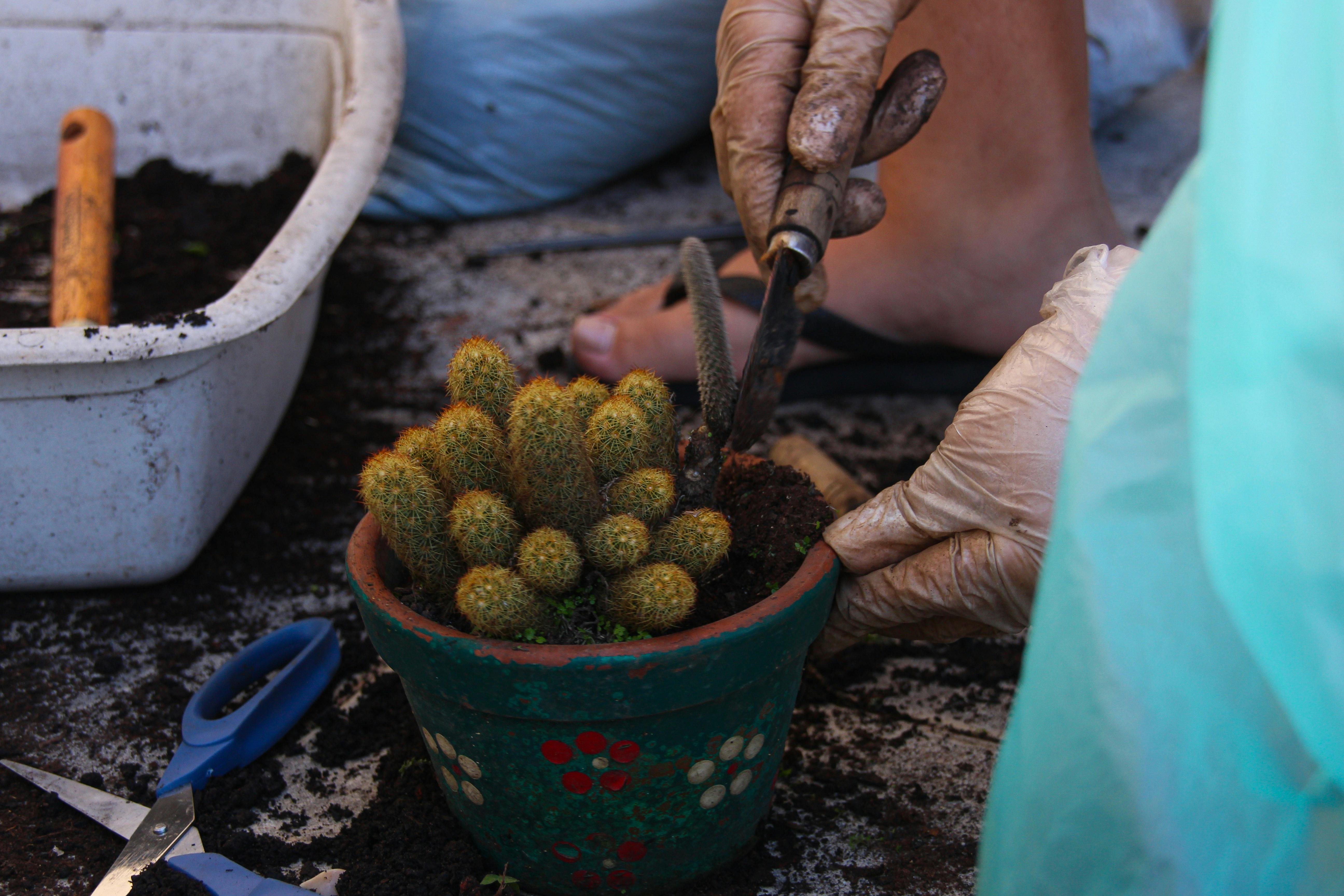 8 DeWalt Gardening Tools You Probably Didn't Realize Existed — Photo by Paula Lira on Pexels