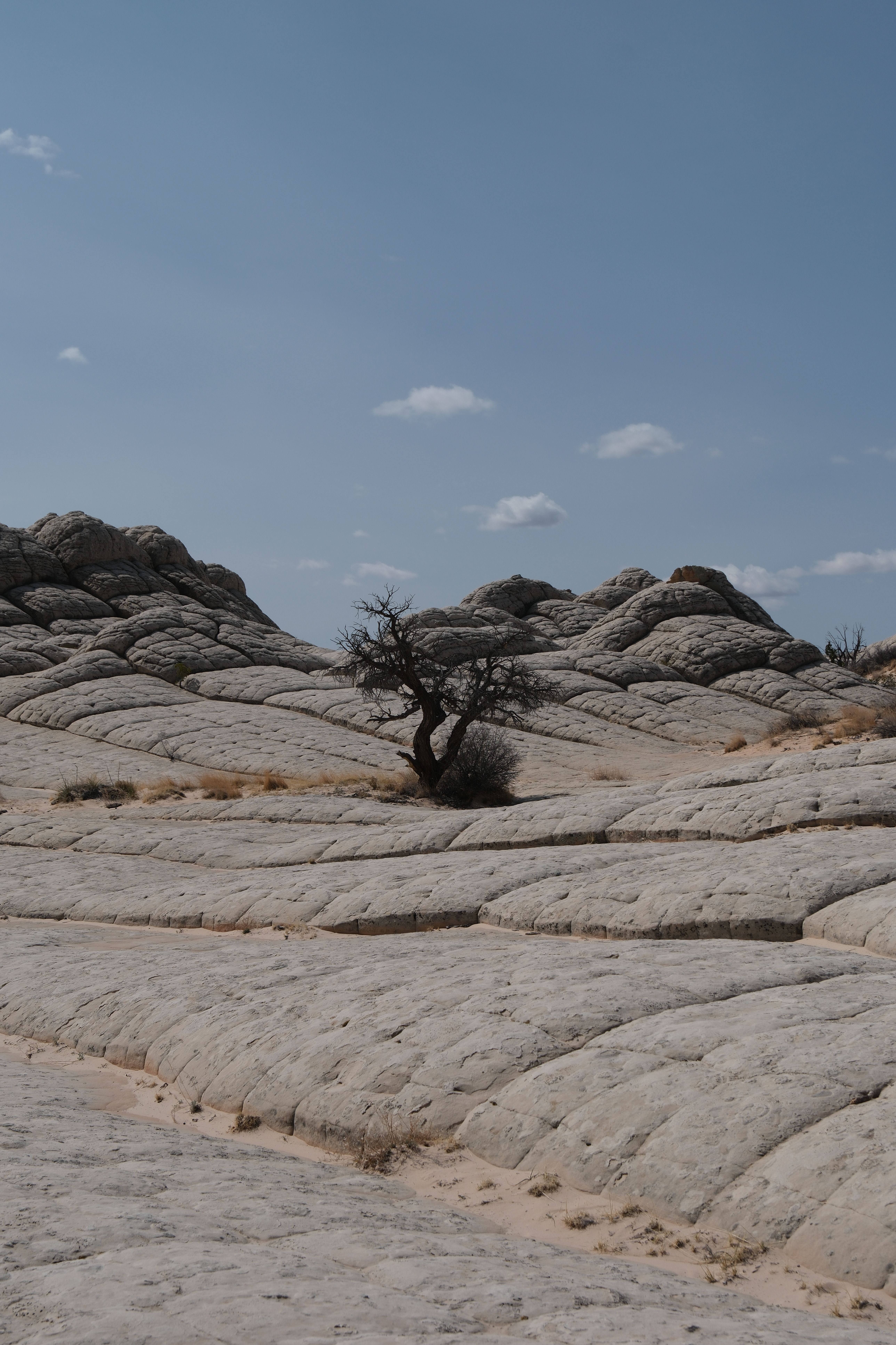 Solitary Tree in Arizona Rocky Landscape · Free Stock Photo