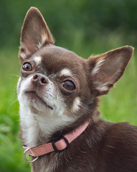 Charming Chihuahua puppy on a walk in Almere, showcasing the breed's playful nature.