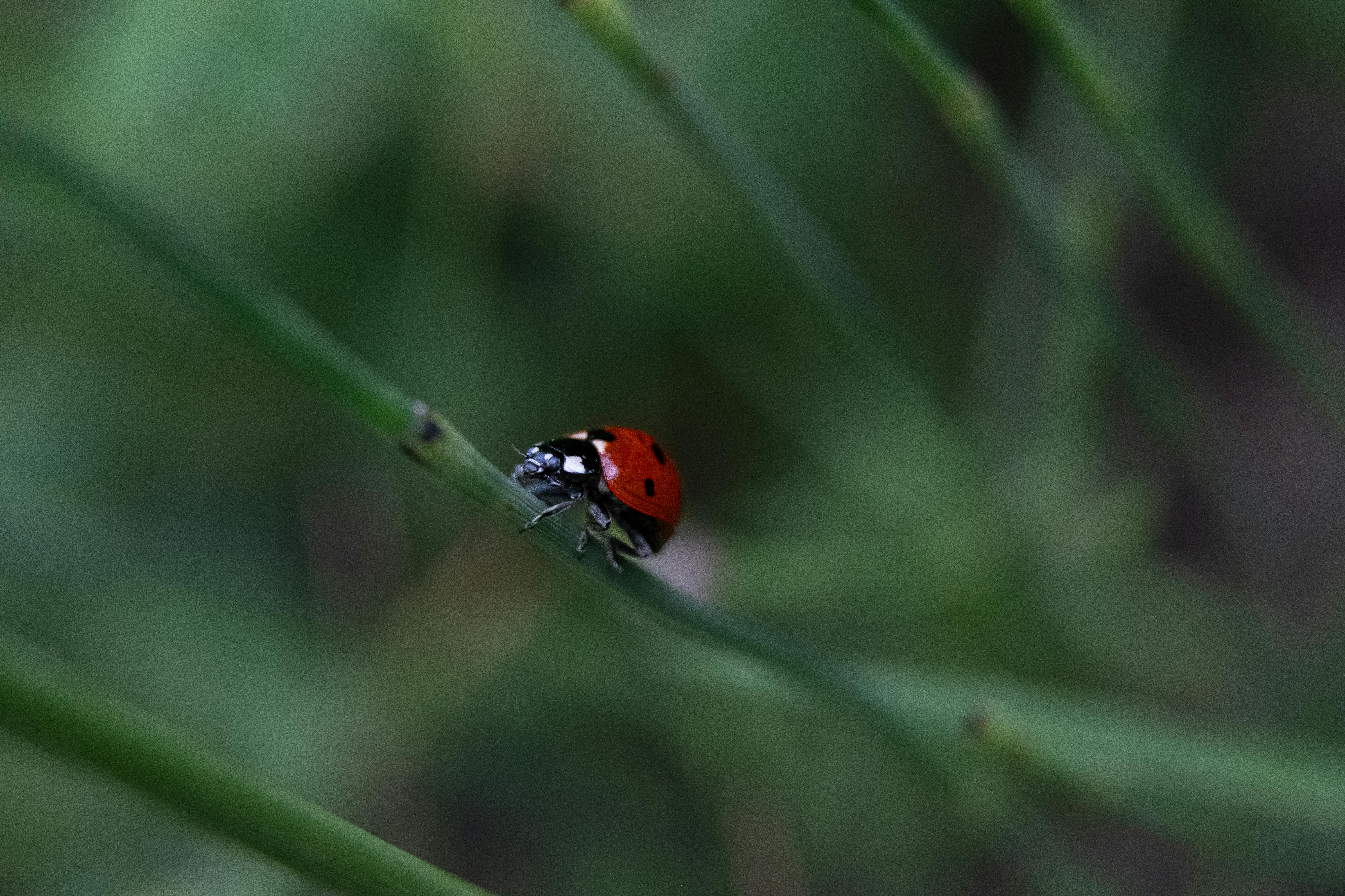 Macro shot of a ladybug on a stem, emphasizing natural textures and colors.