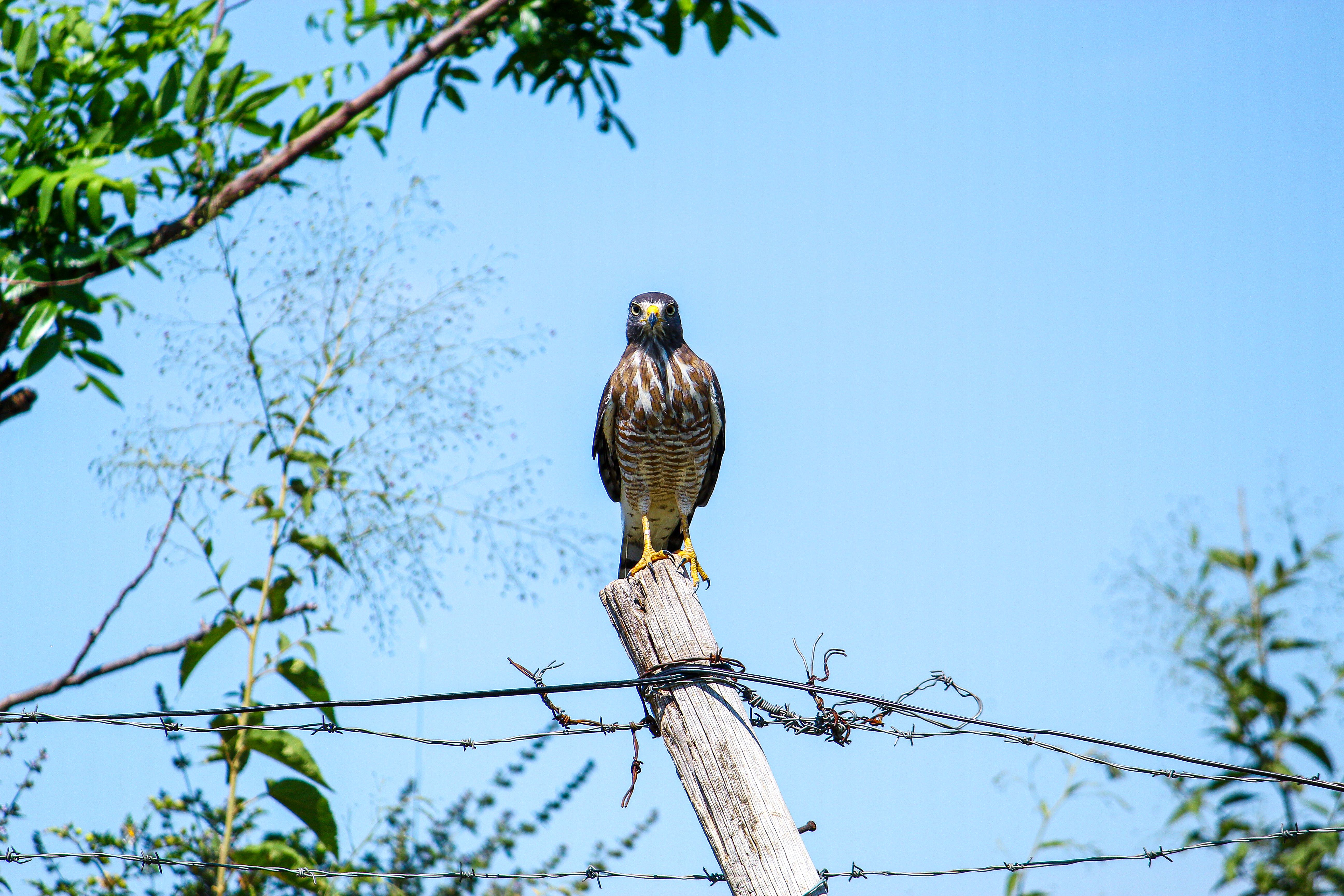 A hawk perched on a post against a clear blue sky in Mirassol, São Paulo, Brazil.