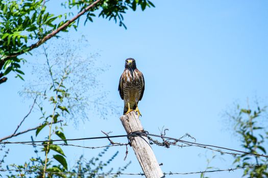 A hawk perched on a post against a clear blue sky in Mirassol, São Paulo, Brazil.