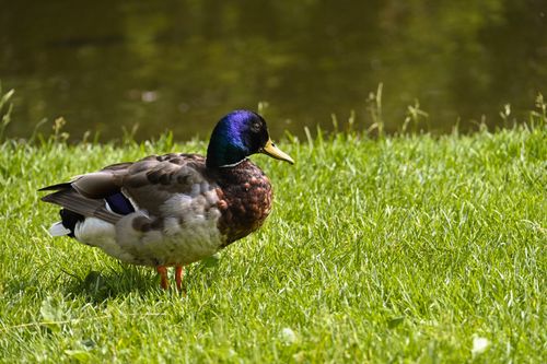 Free A colorful mallard duck stands gracefully on a sunlit grassy meadow by the water's edge. Stock Photo