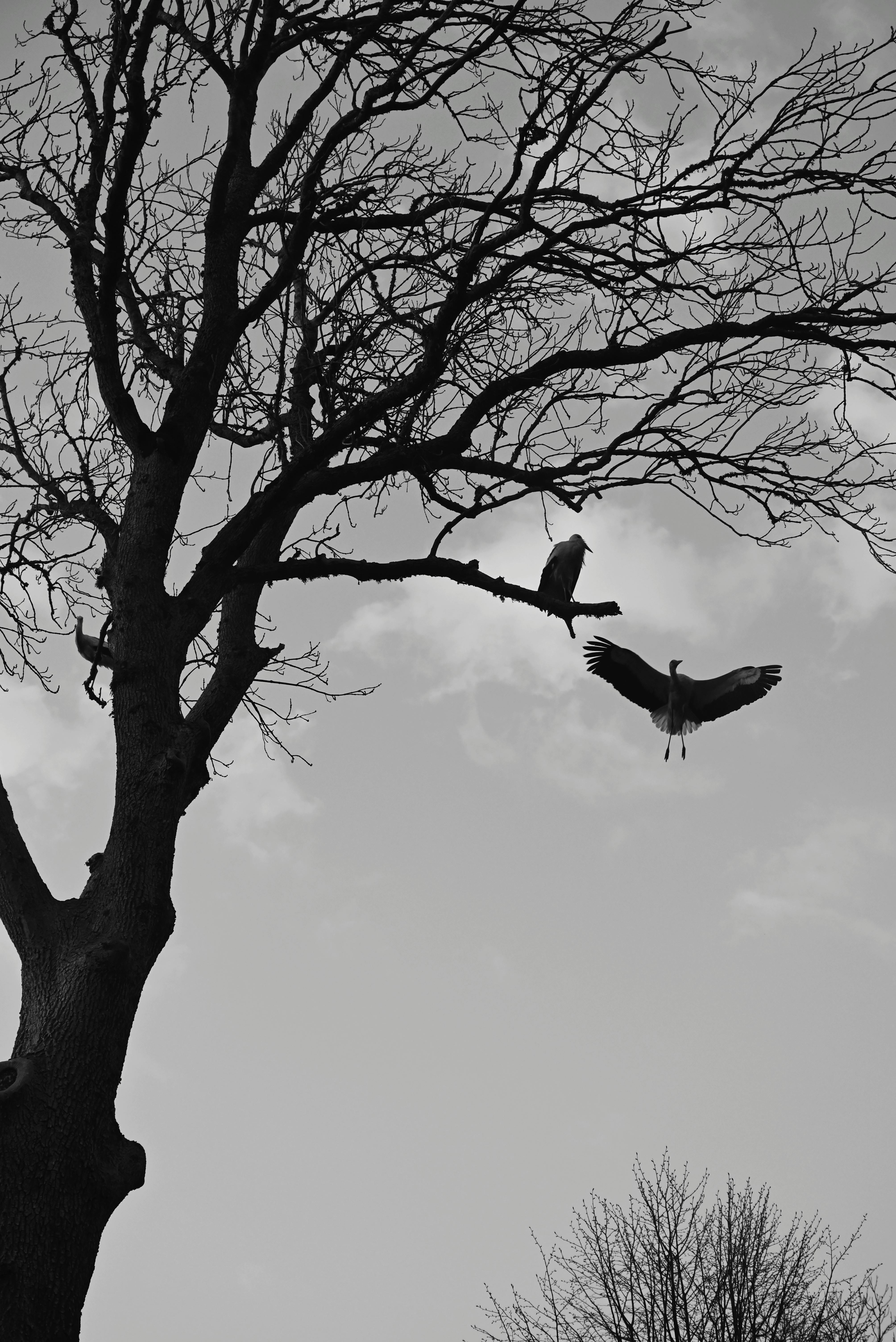 Monochrome photo of storks flying and perched on bare branches of a tree.