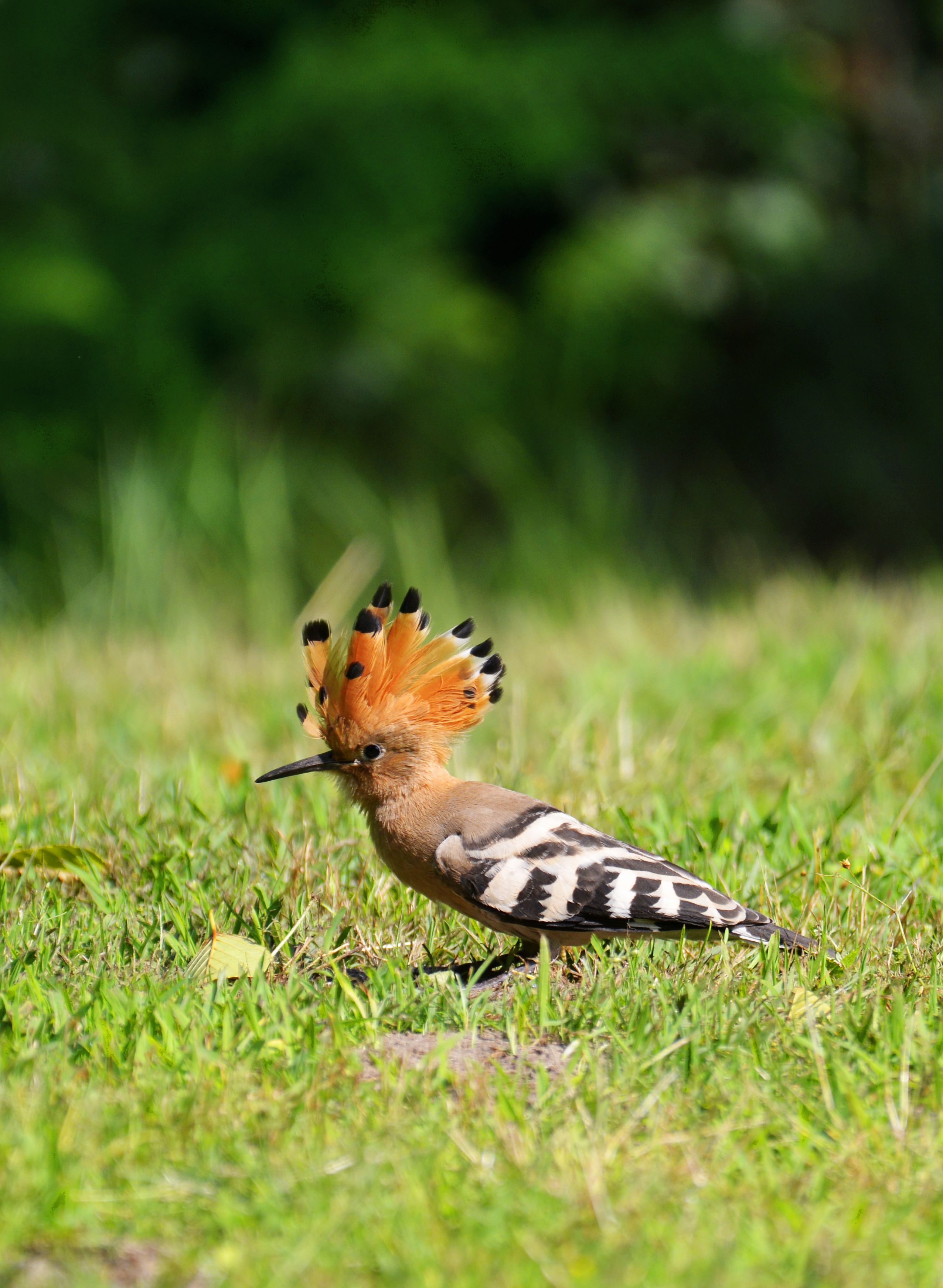 Gratis Seekor burung Hoopoe Eurasia yang menakjubkan memamerkan jambulnya yang cerah sambil berdiri di atas rumput hijau yang subur. Foto Stok