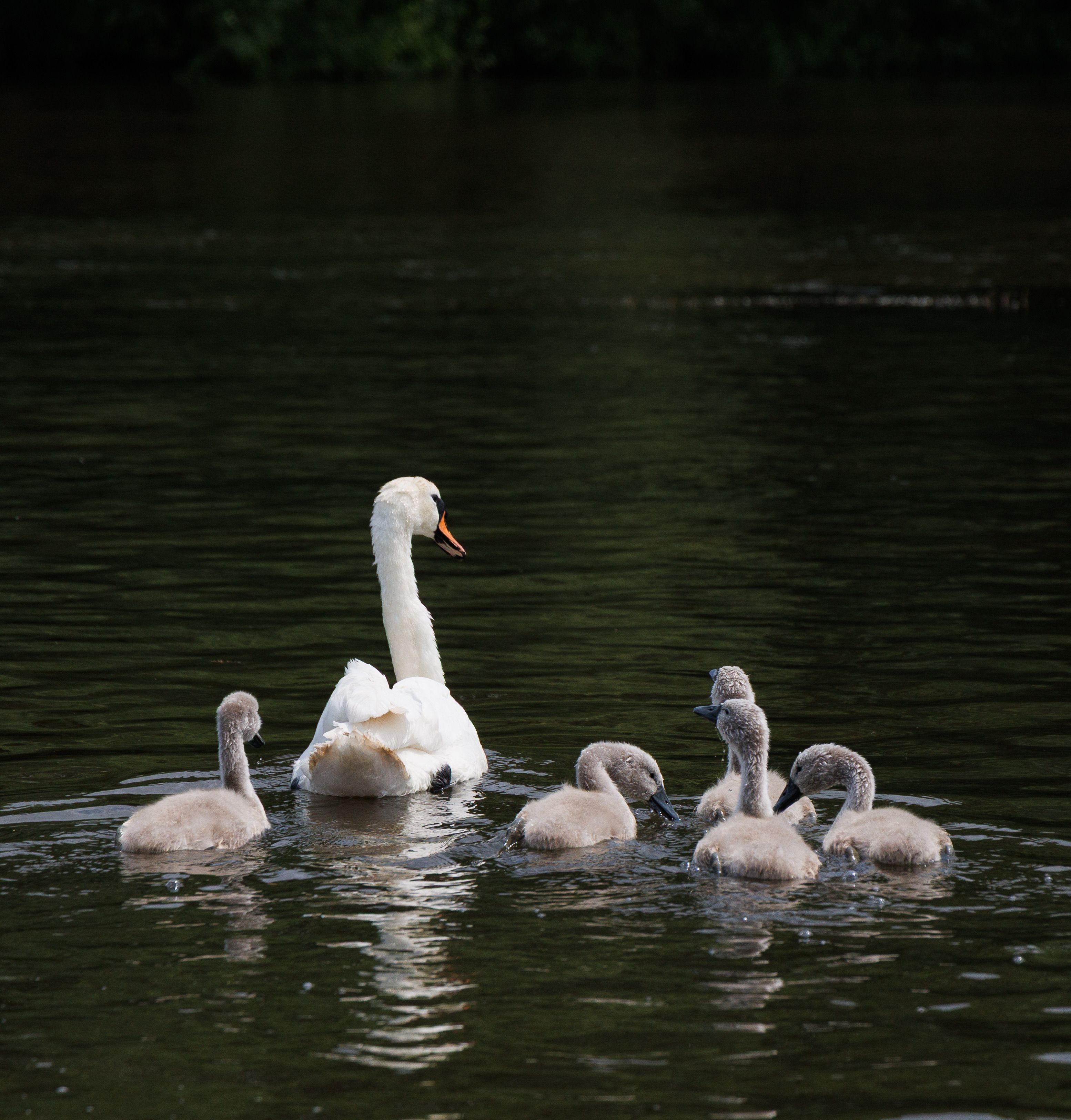 Swan and Cygnets Swimming in Tranquil Lake · Free Stock Photo